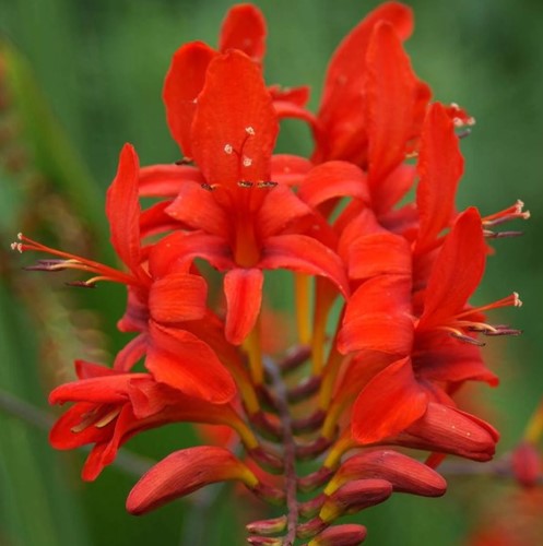 Montbretia - Crocosmia (pianta da contenitore)