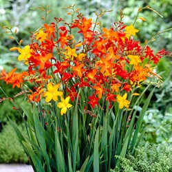 Crocosmia Montbretia select Mix