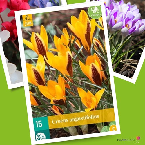 Crocus angustifolius - Zafferano
