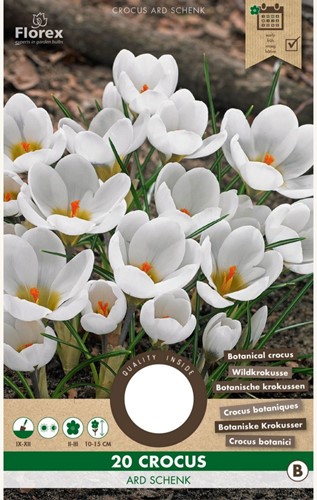 Zafferano 'Ard Schenk' (Crocus)