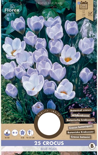 Croco Blue Pearl - Crocus Chrysanthus