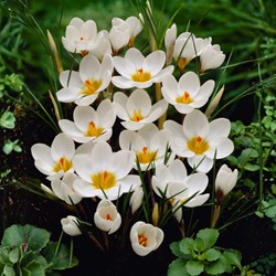 Zafferano 'Ard Schenk' (Crocus)