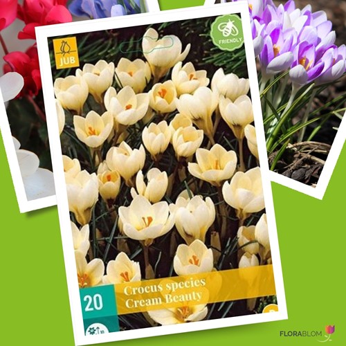 Crocus Cream Beauty - Crocus