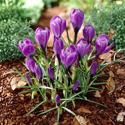 Zafferano maggiore Grand Maitre - Crocus vernus