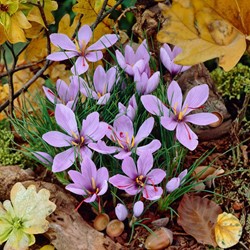 Bulbi Zafferano Vero - Crocus sativus