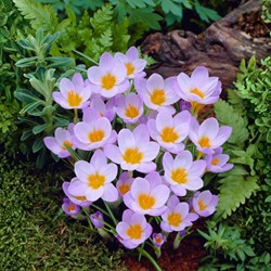 Crocus sieberi Firefly - Krokus