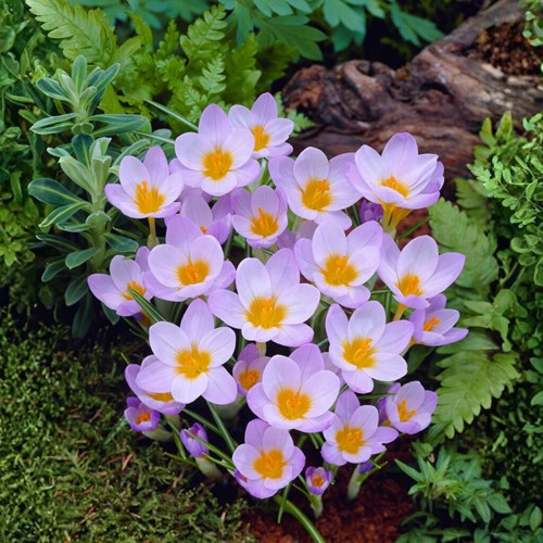 Crocus sieberi Firefly - Krokus