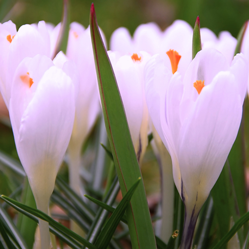 Crocus Sieberi Firefly - Croco di Sieberi