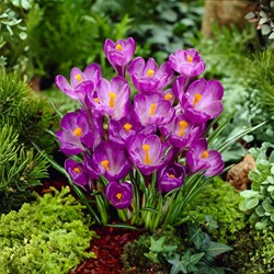 Krokus Flower Record - Crocus