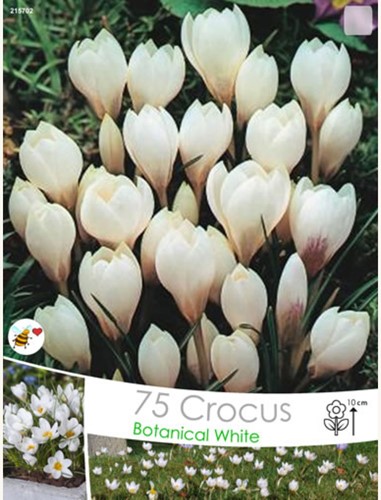 Crocus Miss Vain (Confezione XL)