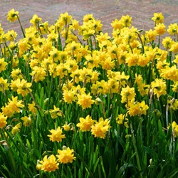 Narcis Tête Bouclé - Narcissus