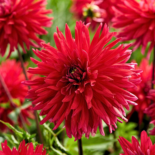 Dahlia Cactus Acapulco