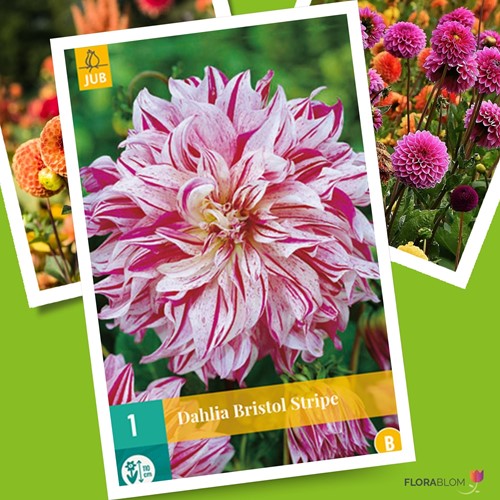 Dalia Decorativa Bristol Strip