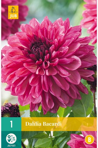 Dalia Bacardi - Dahlia decorativa