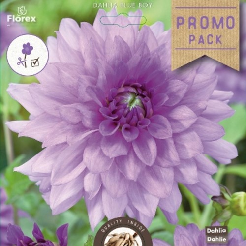Dahlia decorativa 'Blue Boy'