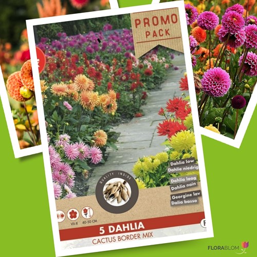Assortimento Dalia Cactus Border - Dahlia