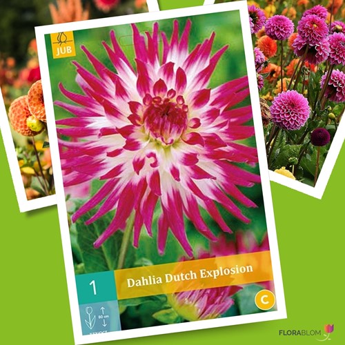 Dahlia Dutch Explosion - Dahlia Cactus