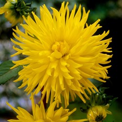 Dalia cactus Kennemerland