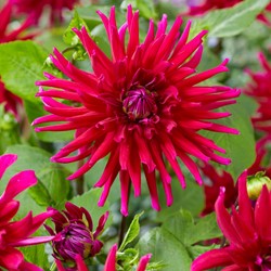 Dalia Cactus 'Orfeo' (Dahlia x Hortensis)