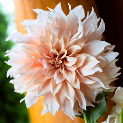 Dahlia Gigante ‘Café au Lait’ (Dahlia Dinnerplate)