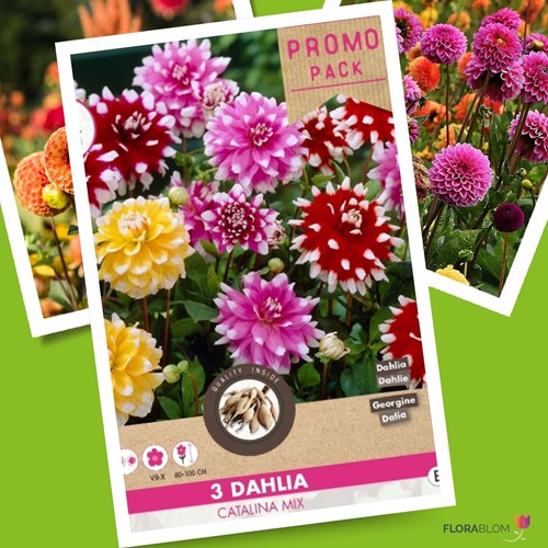 Assortimento Dahlia Catalina