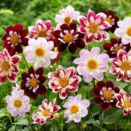 Assortimento Collarette Charlotte Mix