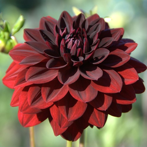 Dalia Arabian Night - Dahlia Decoratief