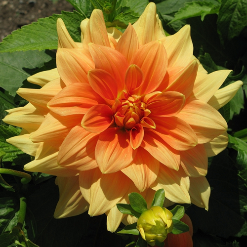 Dahlia decorativa Glorie van Noordwijk Oranje