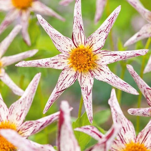 Dalia Destiny’s Teachers - Dahlia orchid
