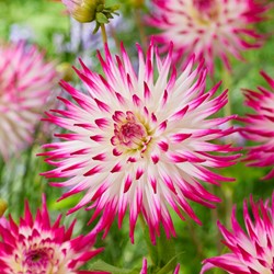 Dahlia Dutch Explosion - Dahlia Cactus