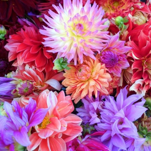 Dahlia Fantasy Mix A10