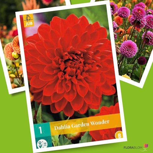 Dahlia decorativa Garden Wonder