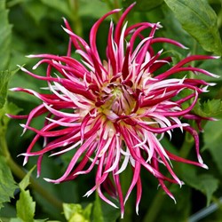 Dalia Hollyhill Spiderwoman - Dahlia cactus