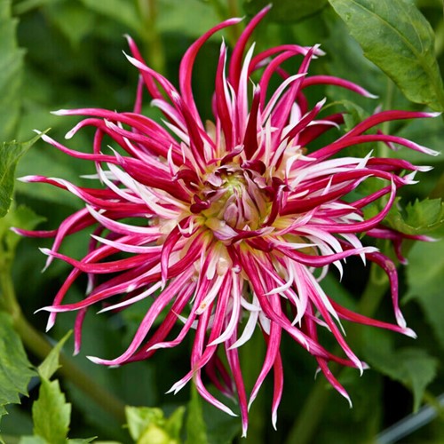Dalia Hollyhill Spiderwoman - Dahlia cactus