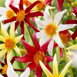 Dahlia Honka Mix