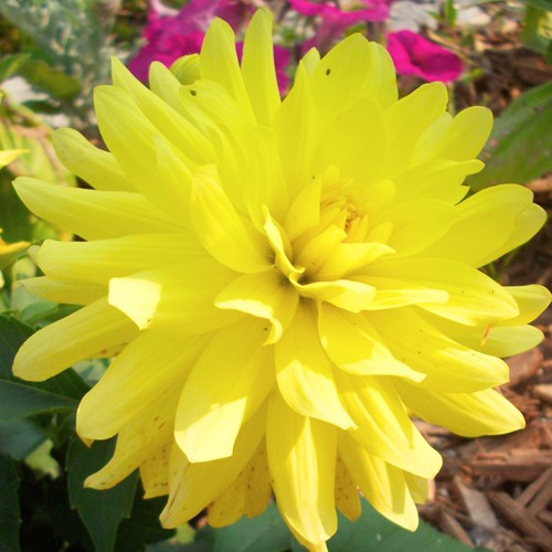 Dahlia decorativo Kelvin proiettore