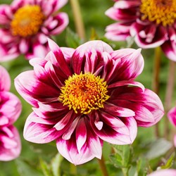 Dahlia Liquid Desire - Dalia