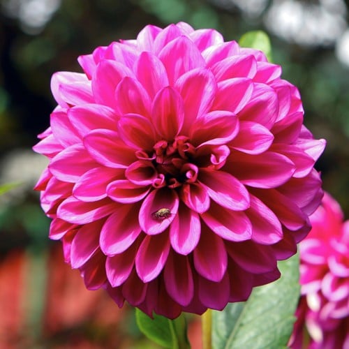 Dahlia ‘Lucky Number’ (Dahlia Hortensis)