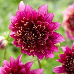 Bulbo Dalia Bulbi Dalie Violette Agronom - Miscela Fiori Perenni Per Aiuole, Vasi E Mazzi, Confezione Da 1 Fiori Perenni Da Giardino