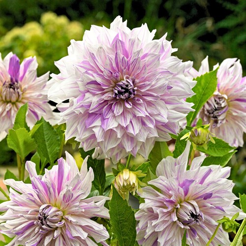 Dahlia Mom's Special - Dahlia dinnerplate