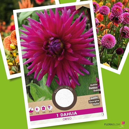 Dalia Cactus 'Orfeo' (Dahlia x Hortensis)