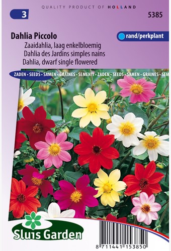 Dalia 'Piccolo' (Dahlia)