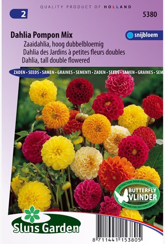 Assortimento Dalia Pompon (Dahlia)