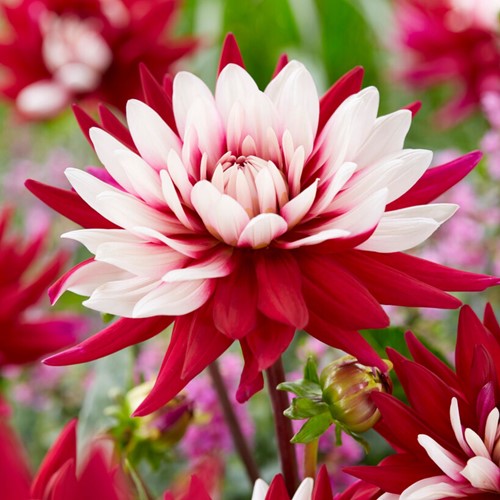 Dahlia Rebecca's world - Dahlia hortensis