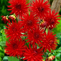 Dahlia Red Pigmy – Dalia semi-cactus