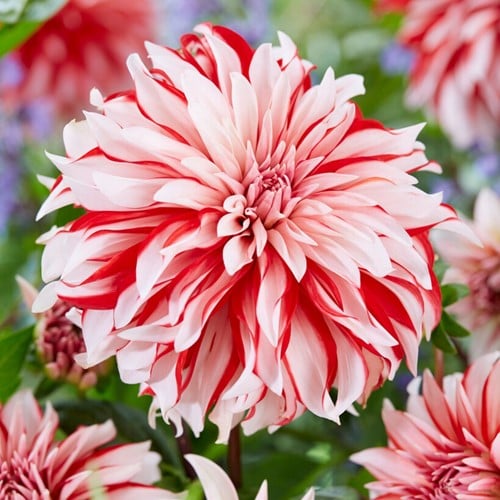 Dahlia decorativa Santa Claus