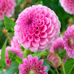 Dalia Stolze von Berlin - Dahlia