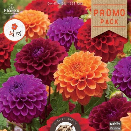 Dahlia Sunset Mix - Dahlia Ball