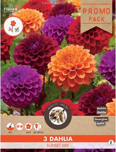 Dahlia Sunset Mix - Dahlia Ball-2
