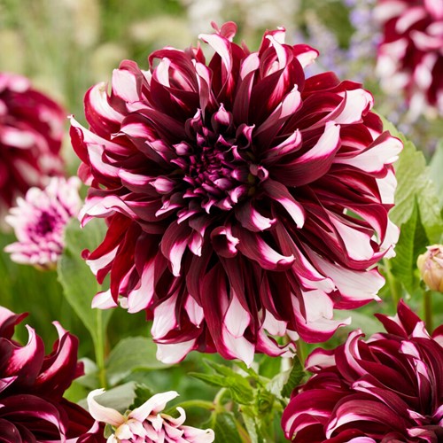 Dalia Tartan - Dahlia dinnerplate